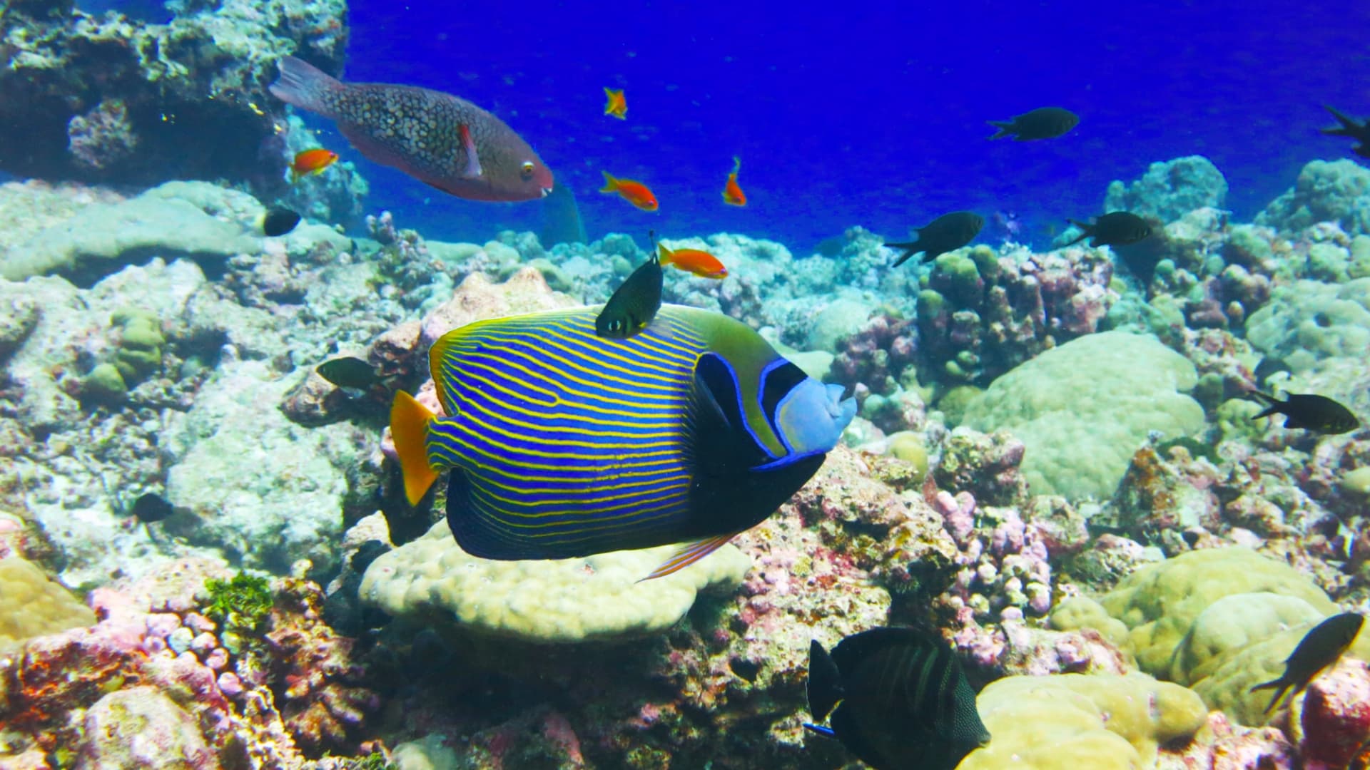 Fish swimming around a coral reef with a large fish in the centre of the image